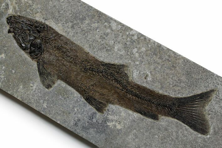 Huge Fossil Fish (Notogoneus) - Wyoming #349232